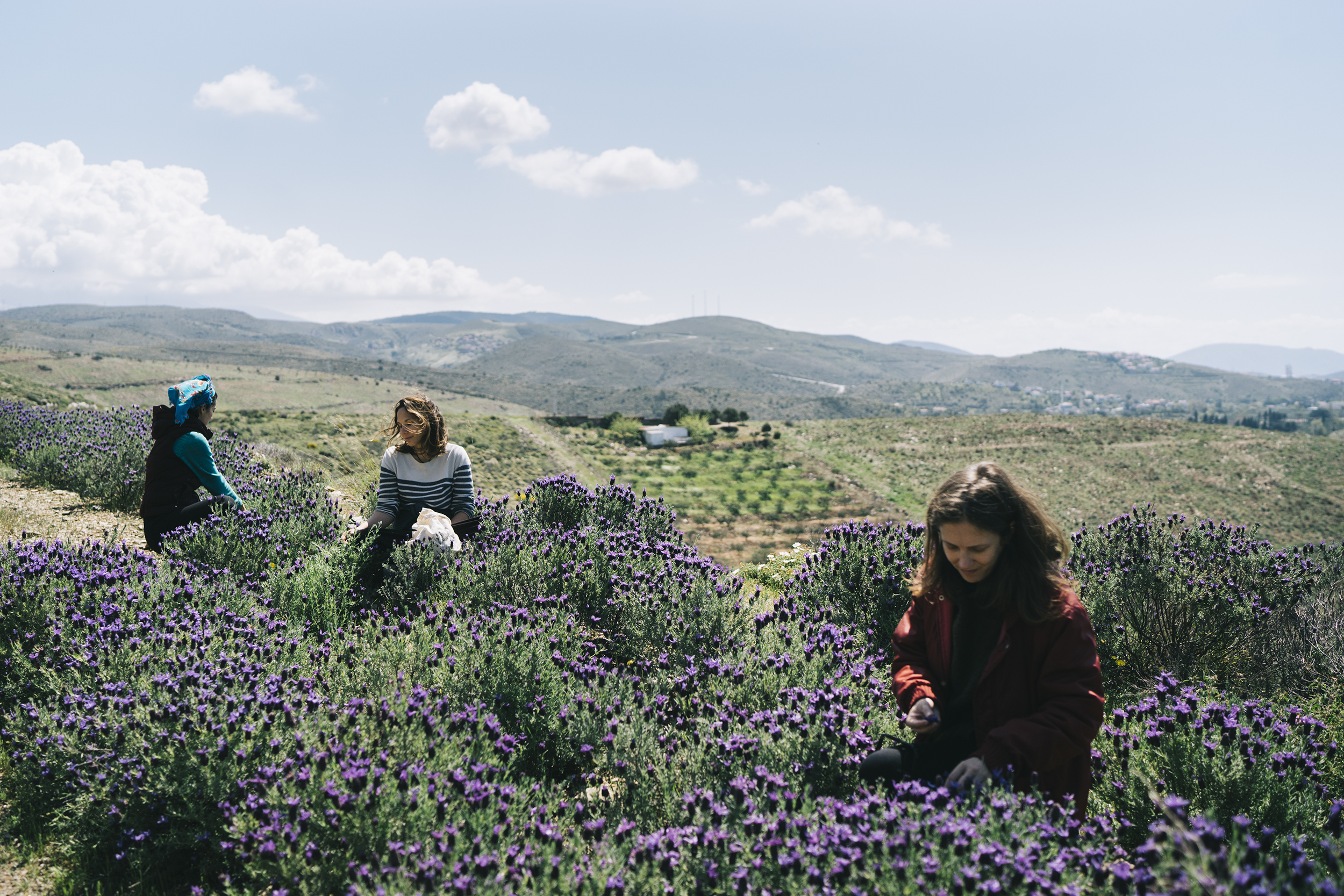bi'avuç lavender garden — Karaburun 2019